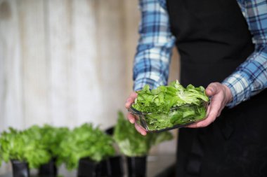 erkekte önlük ve eldiven tutar bir tabak taze yeşil salatası
