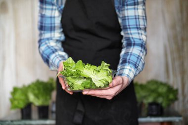 erkekte önlük ve eldiven tutar bir tabak taze yeşil salatası