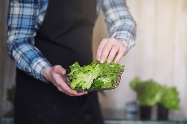 Önlüklü ve eldivenli sakallı adamın elinde bir kase taze yeşil S var.