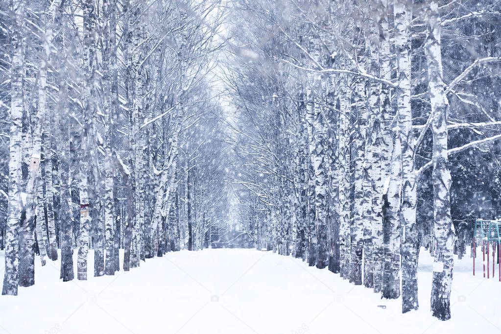 Winter snowy day in a beautiful forest