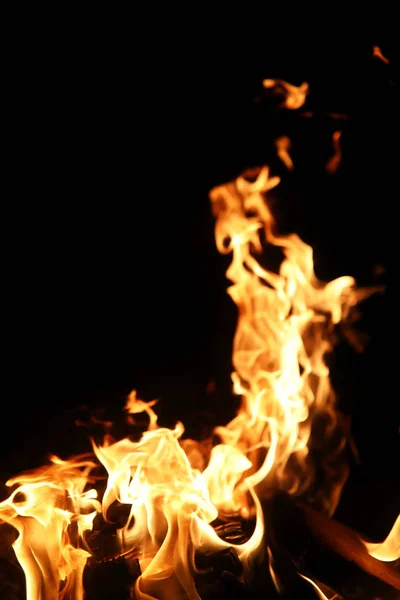 불타는 전나무에서 주황색 노란 색상의 화재의 불꽃의 방언 — 스톡 사진