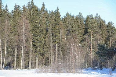 Kış ormanı karla kaplı