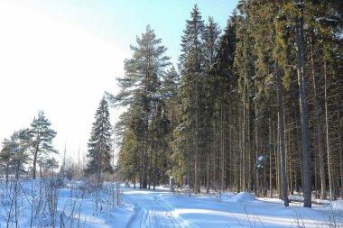 Kış ormanı karla kaplı