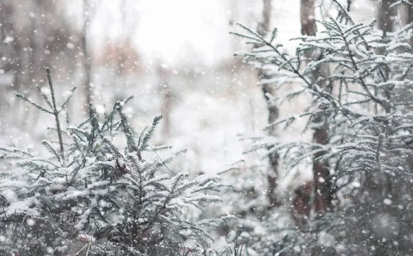 Winter forest. Landscape of winter forest on a sunny day. Snow-c