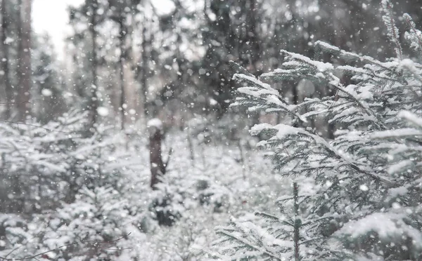 Зимний лес. Пейзаж зимнего леса в солнечный день. Snow-c — стоковое фото