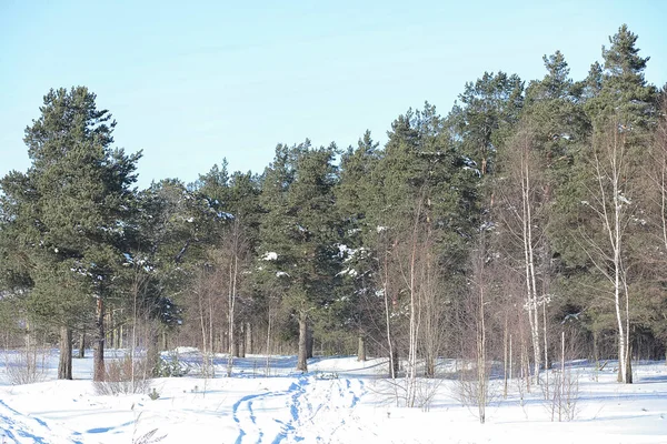 Floresta de inverno coberta de neve — Fotografia de Stock