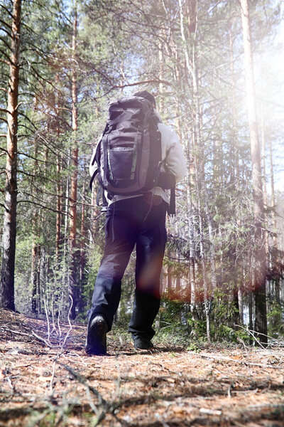A man is a tourist in a pine forest with a backpack. A hiking tr