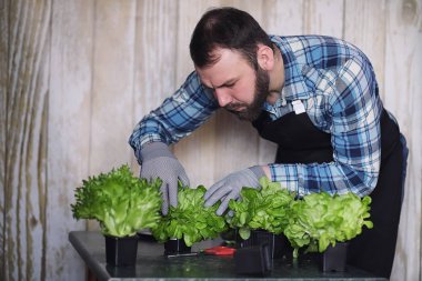 Çiftçi taze marul yaprakları lezzetli d hazırlanması için büyür