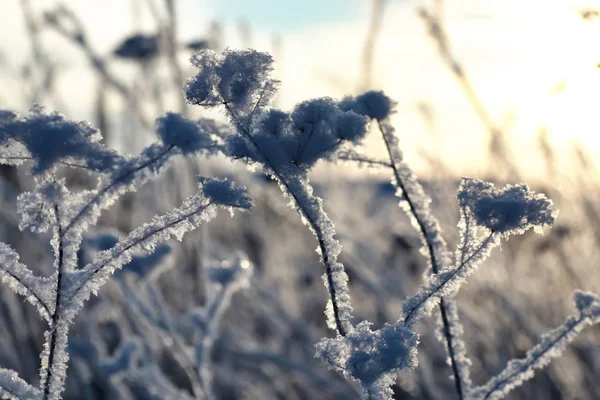 Ramo da planta coberto com macro neve inverno — Fotografia de Stock