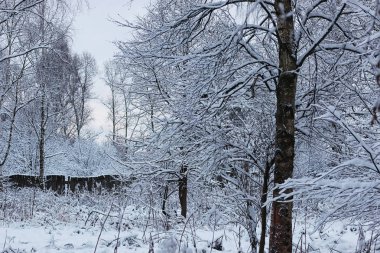 Kış ormanı karla kaplı