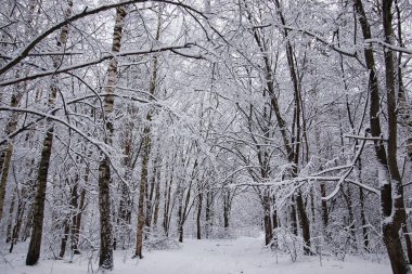 Kış ormanı karla kaplı