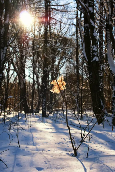 Лист на ветке зимнего дерева — стоковое фото