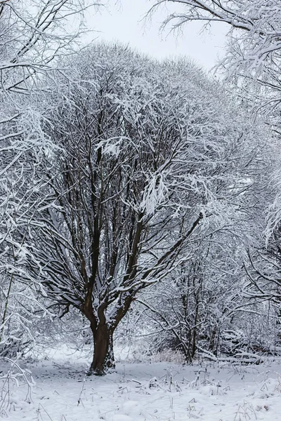 Bosque de invierno cubierto de nieve — Foto de Stock