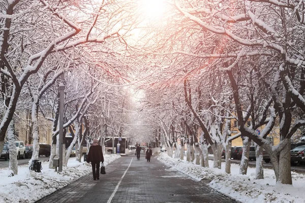 Pedestre maneira árvore inverno — Fotografia de Stock