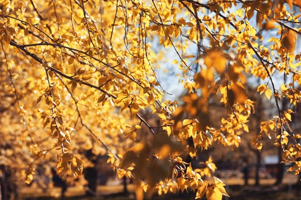 Natura autunnale. Foglie e cespugli con le foglie gialle nella p — Foto Stock