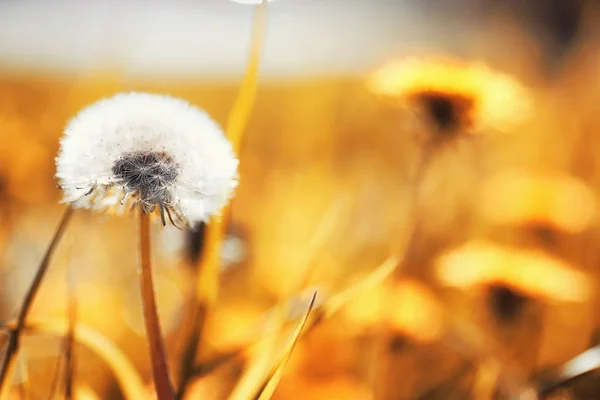 Herfst aard. Bladeren en struiken met de gele bladeren in de p — Stockfoto