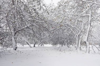 Karla kaplı Kış park ve banklar. Park ve beslenme için pier