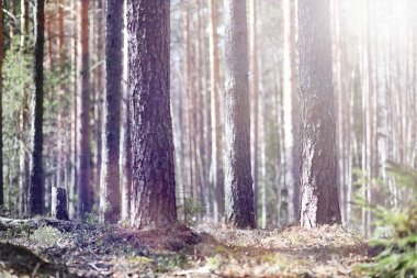 Çam ormanı içinde kar altında baharın başlangıcı. Orman BM