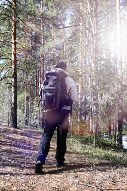 Bir turist bir çam ormanı ile bir sırt çantası içinde bir adamdır. A tr hiking