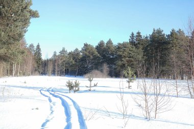 Kış ormanı karla kaplı