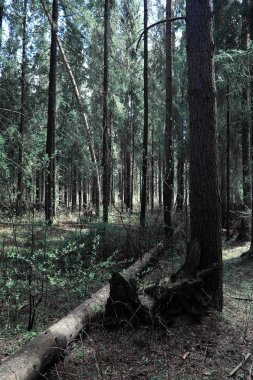 Çam ormanı. Bir ormanın derinliklerinde. Orman yolları ile yolculuk. T