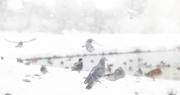 Zasněžené zimní park a lavičky. Park a molo pro krmení — Stock fotografie