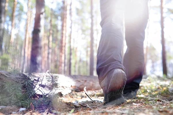 A man is a tourist in a pine forest with a backpack. A hiking tr — Stock Photo, Image