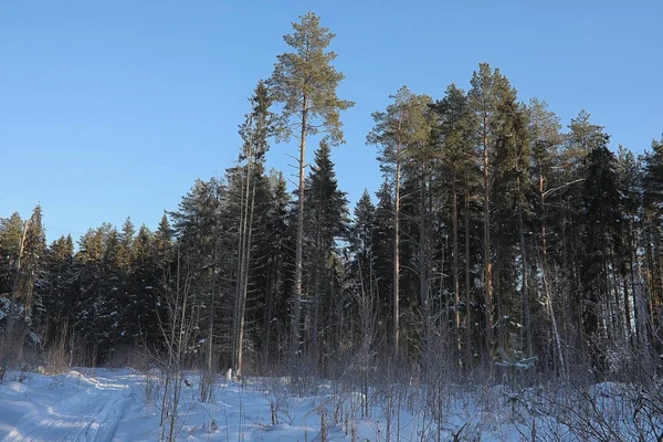 Hóval borított téli erdő — Stock Fotó