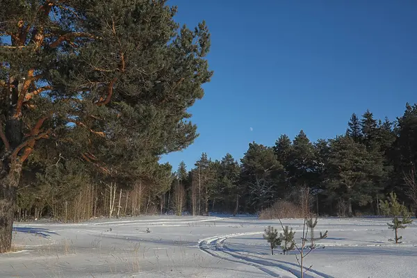 Zimowy las pokryty śniegiem — Zdjęcie stockowe