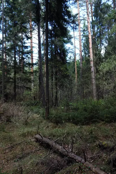 Foresta di pini. Profondità di una foresta. Viaggio attraverso i sentieri forestali. T — Foto Stock