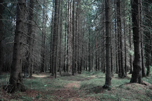 Tallskog. Djupet av en skog. Resa genom skogsstigar. T — Stockfoto