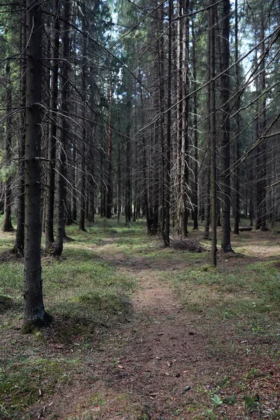 Kiefernwald. Tiefen eines Waldes. Fahrt über Waldwege. Nein. — Stockfoto