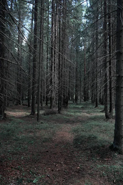 Floresta de pinheiro. Profundidade de uma floresta. Viaje por caminhos florestais. T — Fotografia de Stock