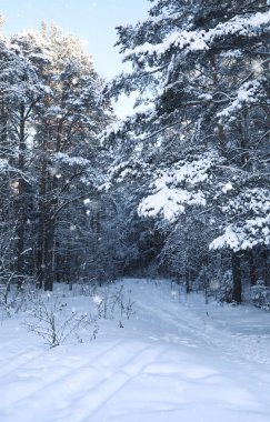 sihirli çam ormanı içinde kar kış sezonu