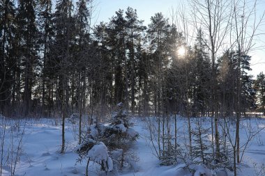 Kış ormanı karla kaplı