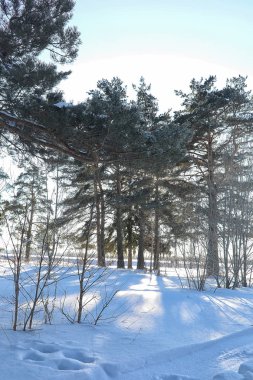 Kış ormanı karla kaplı