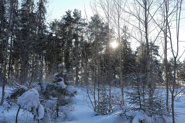 शीतकालीन वन बर्फ से ढके हुए — स्टॉक फ़ोटो, इमेज