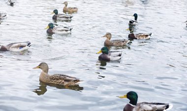 Su birikintisi kuşlarda. Bir sürü ördek ve güvercin su. Mi