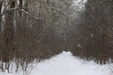 Güzel bir ormanda kış karlı gün