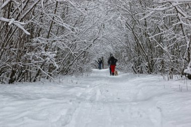 ağaç parkta koşan kış kar spor adam