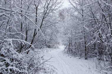 Kış ormanı karla kaplı