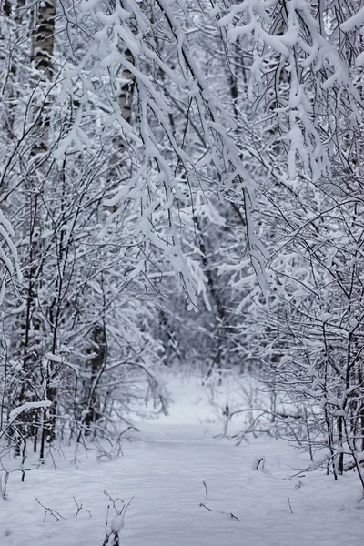 Kış ormanı karla kaplı