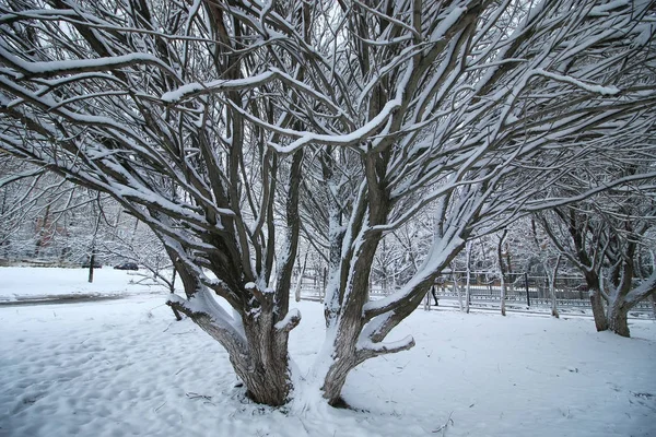 kış kar üzerinde ağaç Parkı