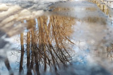 Erimiş kar manzarası ağacı