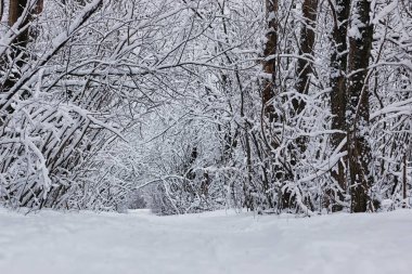 Kış ormanı karla kaplı
