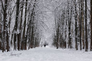 Kış ormanı karla kaplı