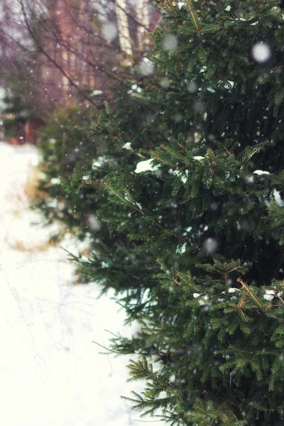 Fir Tree winter — Stock Photo, Image