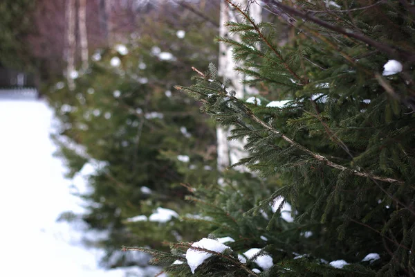 Ramas de árboles en invierno — Foto de Stock