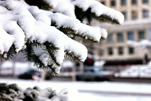 Inverno abeto árvore luz solar — Fotografia de Stock
