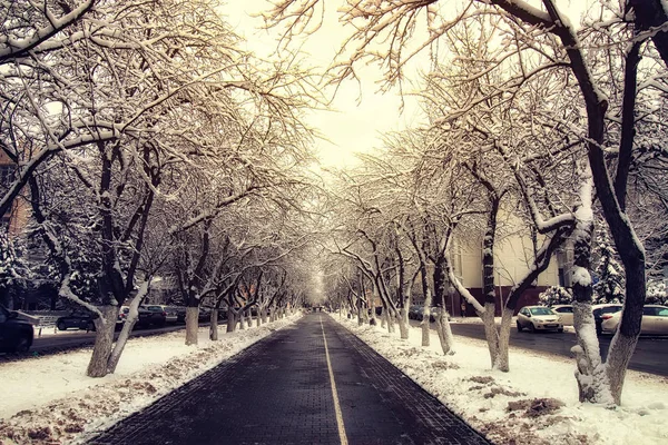Szlaku pieszego drzewo zima — Zdjęcie stockowe